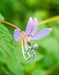 Image result for Cleome rutidosperma