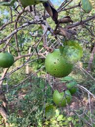 Image result for Strychnos pungens