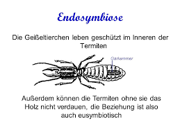 We did not find results for: Symbiose Mutualismus Fakultatives Zusammenleben Zum Beiderseitigen Vorteil Wirt Gast Beziehung Kooperation Etwa Heterospezifische Tierherden Eusymbiose Ppt Video Online Herunterladen