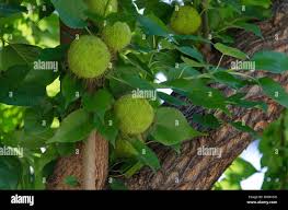 Image result for Maclura