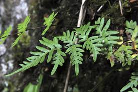 Image result for Pteris burtonii