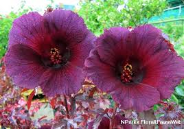 Image result for Hibiscus micranthus