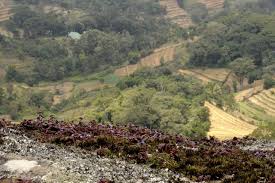 Image result for Cyanotis caespitosa