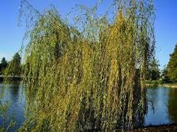 Biblical references to willow trees include psalm 137, in which jews held in captivity to babylon weep remembering their homeland: Browse And Search The Tortoise Table Plant Database