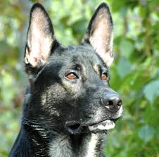 Protection Dog Training Team K9 In Mississauga On
