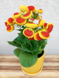 Image result for Indigofera ischnoclada