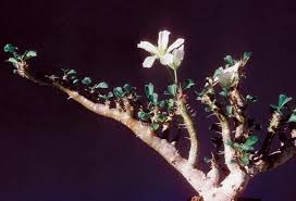 Image result for Monsonia glauca