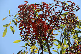 Image result for Erythrina falcata