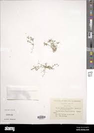 Image result for Polycarpaea prostratum