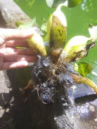 We did not find results for: Eceng Gondok Ciri Manfaat Klasifikasi Kerajinan Dll