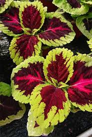 Image result for Coleus rhodesianum