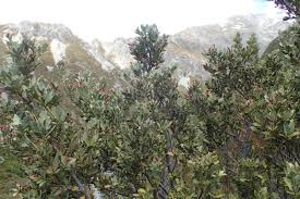 Image result for Phyllocladus