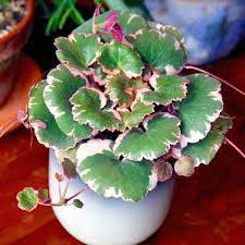 Strawberry Begonia Variegated Plants Pretty Plants Foliage Plants