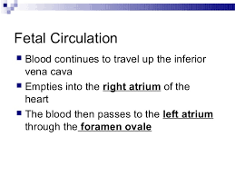 Fetalcirculation