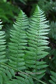 Image result for Pteridium aquilinum