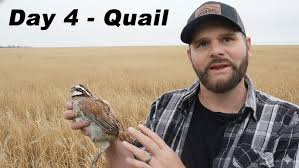 Image result for quail