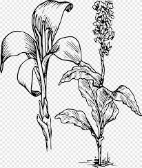 Mewarnai gambar bunga bakung gambar mewarnai bunga. Arum Lily Canna Indica Flower Tiger Lily Lilium Stargazer Bunga Lili Daun Cabang Png Pngegg