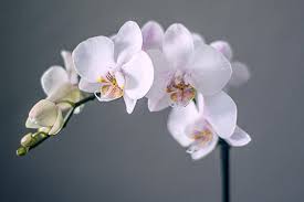 These orchids have smaller flowers that grow in rows on stalks that arise from thick canes, often with several. How To Grow Care For Orchids Indoors The Garden Glove
