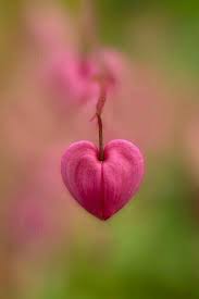 Pin By Omidpordel On Pink Bleeding Heart Flower Bleeding Heart Heart In Nature