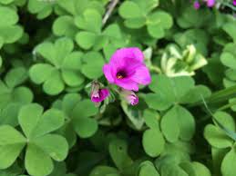 Maybe you would like to learn more about one of these? Pink Sorrel