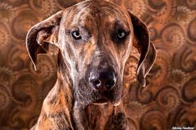 13 Brilliant Brindle Dog Breeds Striped Colors Lookin Good Dog Breeds Apartment Dogs Great Dane Dogs