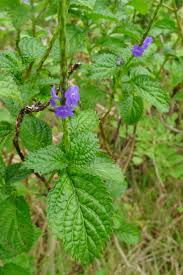 Image result for Stachytarpheta indica