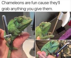 Funny Animal Picture Dump Of The Day 25 Pics Memes D Animaux Droles Animaux Droles Les Plus Mignons Animaux Les Plus Mignons