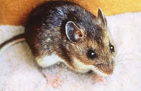 Jun 10, 2021 · health officials announced the state's first case of the sin nombre hantavirus monday, the detroit free press reported. A New Case Of Hantavirus Suspected In King County Public Health Insider