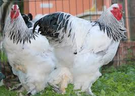 Unlike many other breeds, they happily lay eggs all year round, including in winter! Light Brahma Chicken Fun Poultry