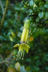 Image result for Vangueria vestita