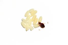 Image result for bed bugs eggs