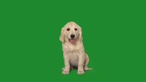 Healthy golden retriever puppies we have quality golden retriever puppies ready to go to their homes forever. Golden Retriever Stock Footage Royalty Free Stock Videos Pond5
