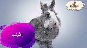 pin on سلسلة معلومات عن الحيوانات