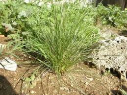 Image result for Styppeiochloa