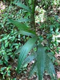 Image result for Corymborkis