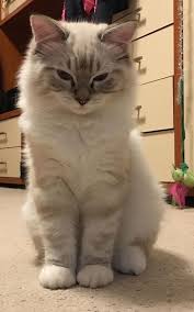 Pin By Alenka Vodopivev On British Shorthair Cats In 2020 Cat Breeds Ragdoll Pretty Cats Ragdoll Cat
