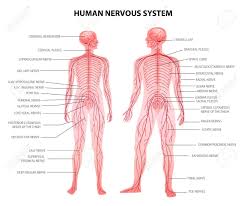 The central nervous system (cns) is the part of the nervous system consisting primarily of the brain and spinal cord. Human Male Female Body Central And Peripheral Nervous System Royalty Free Cliparts Vectors And Stock Illustration Image 143584433