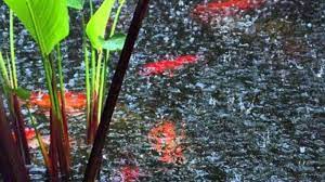 Cara Mudah Jadi Pawang Hujan Regional Liputan6 Com