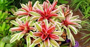 For mild vomiting and diarrhea, you can offer your pet some plain, boiled chicken and plain white rice for one or two meals. Striped Blushing Cat Safe Plants Dog Friendly Plants Cat Friendly Plants