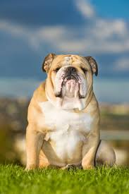 World class breeder of quality olde english bulldogge puppies for sale. Englische Bulldogge Hundelexikon Barf Fur Hunde