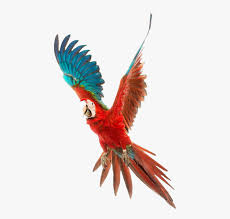 Flying Red Parrot Png Parrot Flying Png Free Transparent Clipart Clipartkey Parrot png you can download 51 free parrot png images. flying red parrot png parrot flying