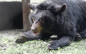 We did not find results for: The Ten Coolest Rescued Bear Names Evermoon Bear Derek By Peter Yuen