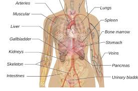 Je höher befindet sich das tier auf der evolutionären leiter, desto weniger unterschiede von der art homo sapiens beobachtet werden kann. Stoffwechsel Anatomie Funktion Beschwerden Krank De