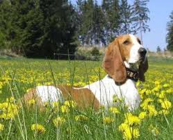 Image result for švycký honič