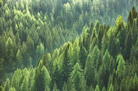 Ecosystem Definition Examples And Types Biology Dictionary