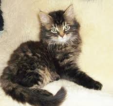Maybe you would like to learn more about one of these? Maine Coon Cat Mixed With Tabby Baby Cuddling Kitten