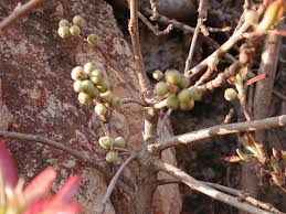 Image result for Ficus ingens