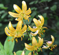 Image result for Lilium martagon `Chameleon`