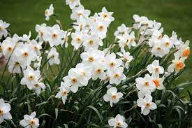 Book Review Daffodil Biography Of A Flower The Frustrated Gardener
