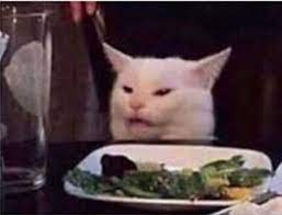 This Is One Of My Favorite Meme Cats Cat Memes White Cat Meme Cats